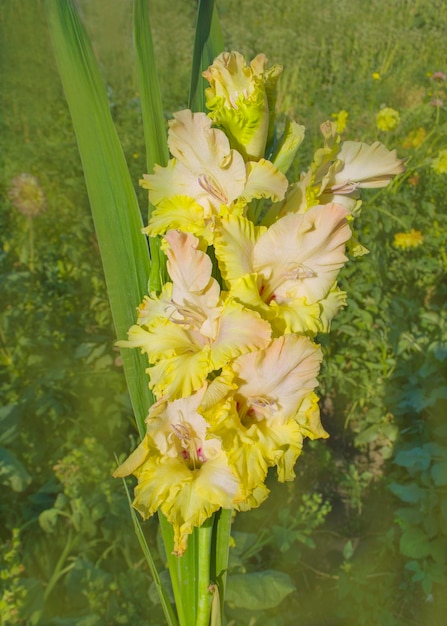 Inflorescência de gladíolo amarelo Gladíolo florescendo na primavera em tons pálidos de amarelo limão