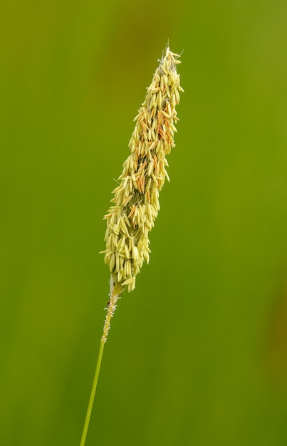 Foto inflorescência de grama foxtail em flor