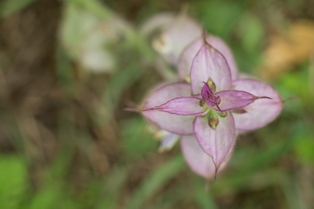 Inflorescência de sálvia. Salvia sclarea. Planta medicinal