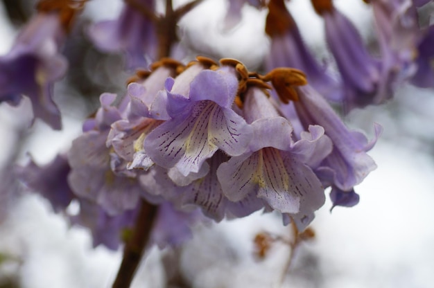 Inflorescência de uma Paulownia