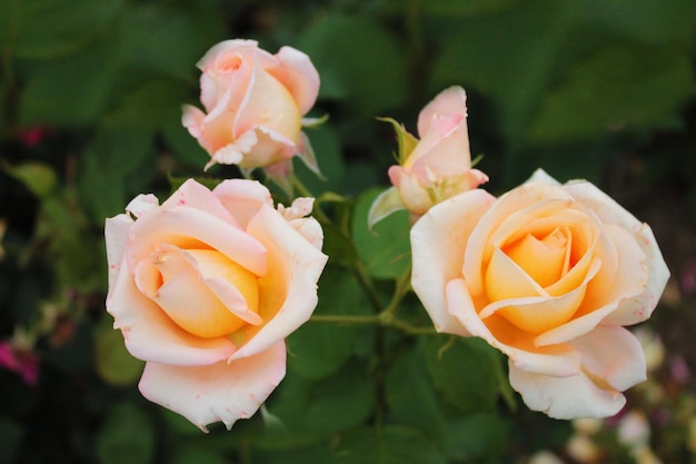 Inflorescencia de delicadas rosas amarillas en un parque acogedor Papel pintado de la computadora