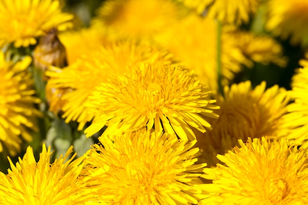 Inflorescencia de dientes de león frescos amarillos en el campo, temporada de primavera, los dientes de león son hermosos y amarillos al comienzo de la floración, flores silvestres y malezas, de cerca