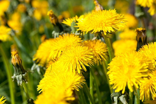 Inflorescencia de dientes de león frescos amarillos en el campo