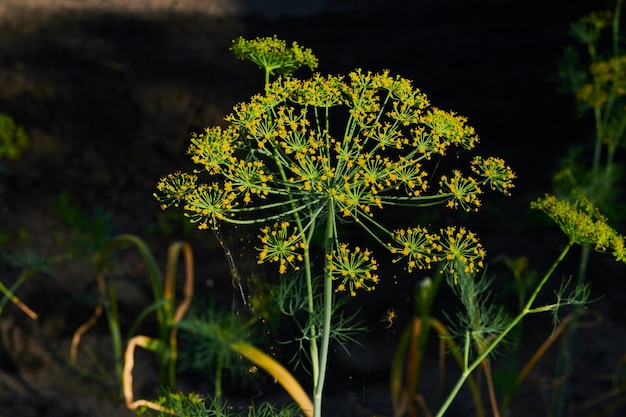 La inflorescencia de eneldo madura en el jardín