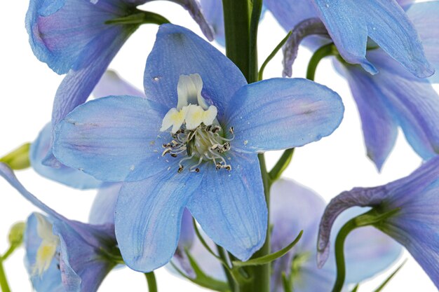 Inflorescencia de flores azules delphinium lat Larkspur aislado sobre fondo blanco.