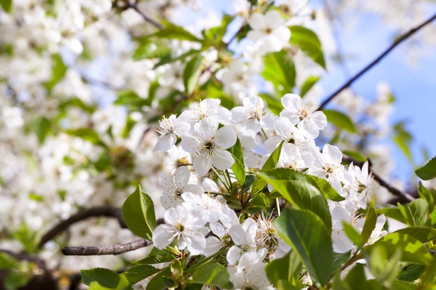 Inflorescencia de flores de cerezo blancas en primavera