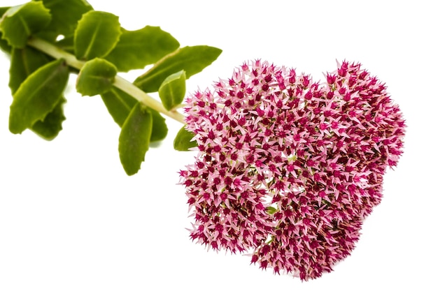 Inflorescencia de las flores cultivo de piedra de cerca lat Sedum spectabile aislado en fondo blanco