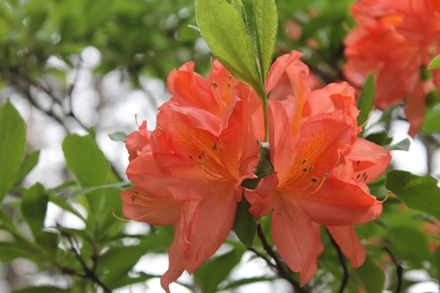 La inflorescencia de las flores de rodendron naranja brilla con luces de fuegos artificiales