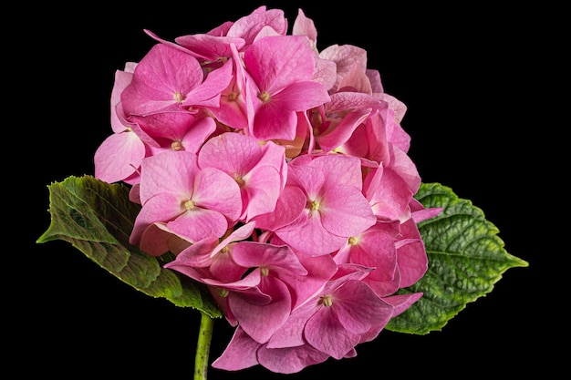 Inflorescencia de las flores rosadas de la hortensia aislado sobre fondo negro