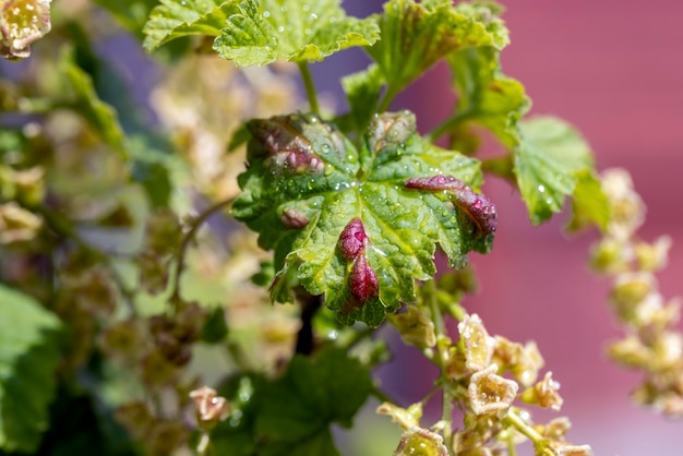 Inflorescência jovem de flores de groselha na primavera