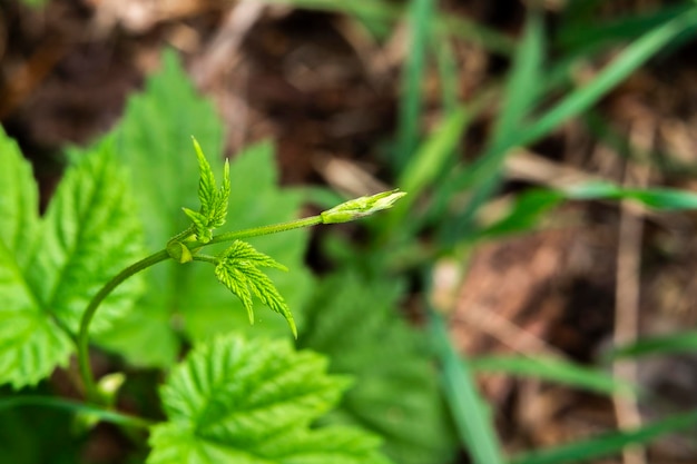 Inflorescencia joven de uvas en el primer plano de la vid Vid de uva con hojas jóvenes