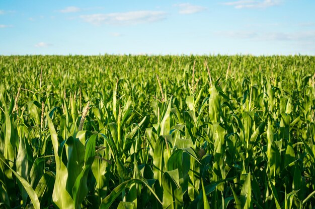 Foto inflorescencia de maíz en primer plano contra el campo de maíz y el cielo azul en un día soleado de maduración del maíz