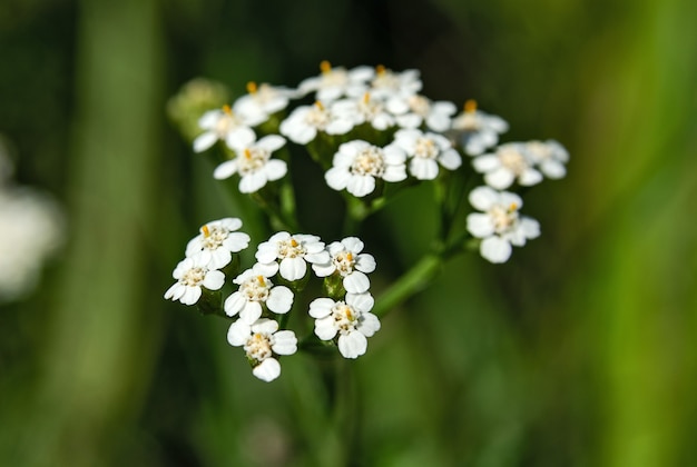 Inflorescencia de pequeñas flores blancas.
