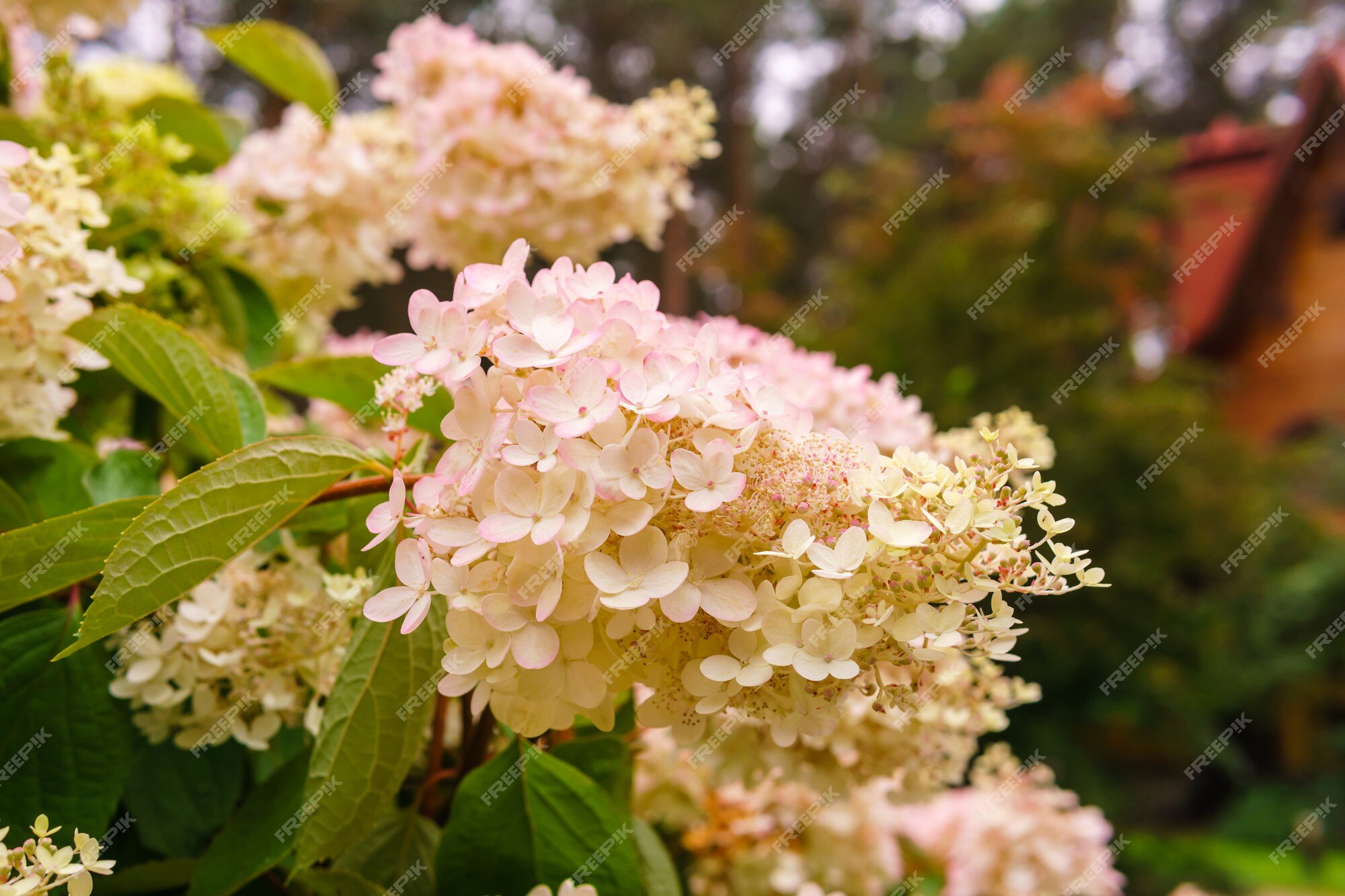 Inflorescencia de primer plano de flores de hortensia blanco-rosa en pánico  | Foto Premium