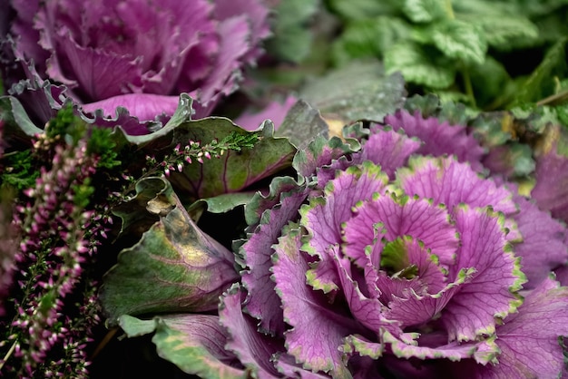 Inflorescencia de repollo Brassica ornamental closeup