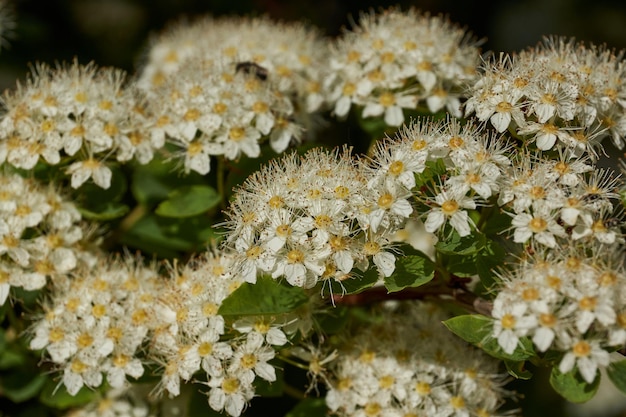 Inflorescencias en un arbusto de spirea