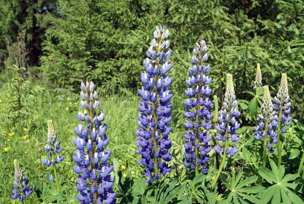 Inflorescências azul-violeta de tremoço na orla da floresta em um dia ensolarado de verão