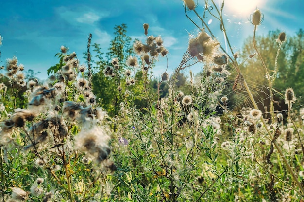 Inflorescencias de cardo de leche en el campo bajo el sol