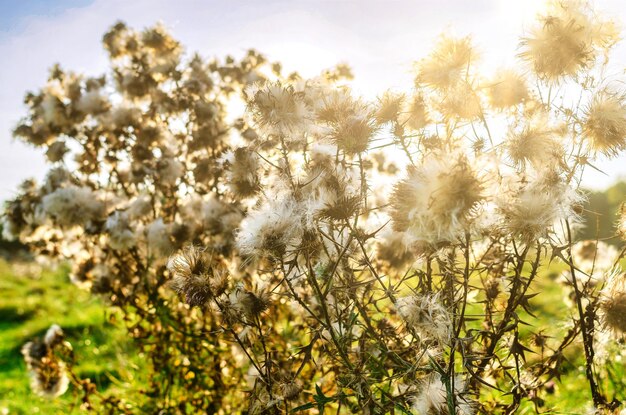 Inflorescencias de cardo de leche en el campo bajo el sol