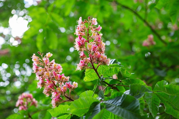 Inflorescencias de color rojo de un árbol llamado castaño Castaño de flores rosas en primavera un castaño de indias de carne roja