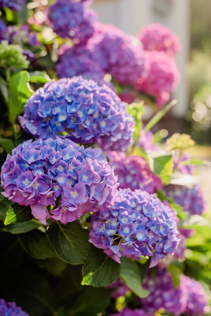 Foto inflorescências de hortênsia de arbusto roxo-azul