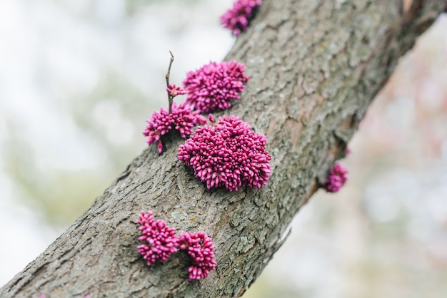 Inflorescências de roxo canadense no tronco de uma árvore na primavera. foco seletivo