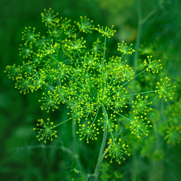 Inflorescencias de eneldo sobre un fondo verde cerrar