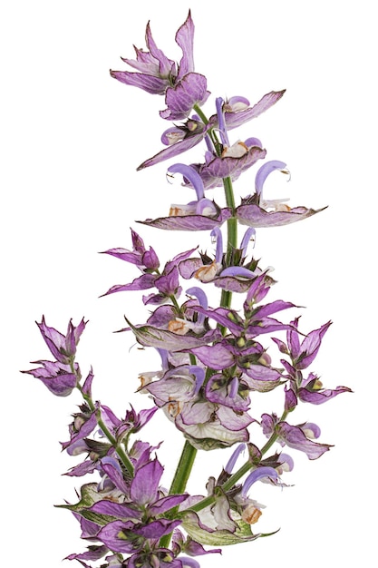 Inflorescencias de salvia clara lat Salvia sclarea aisladas sobre un fondo blanco