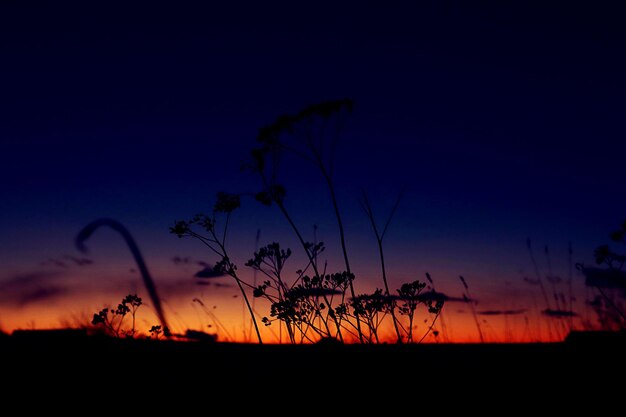 Inflorescencias secas de plantas contra el cielo de oro púrpura del atardecer