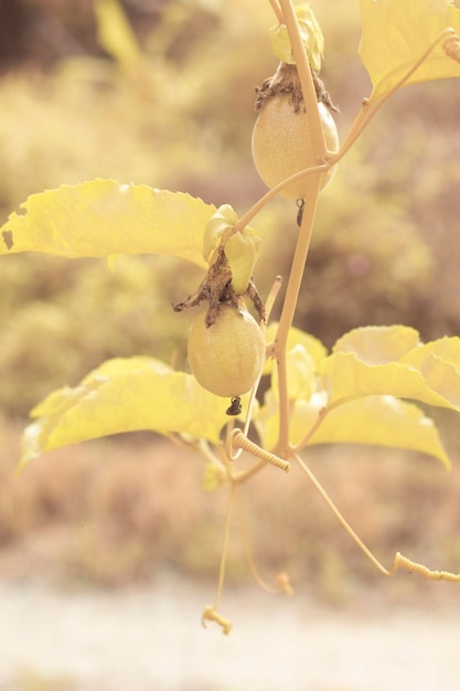 Infrarotbild der kriechenden Früchte der Passiflora edulis, die auf dem Stamm auf dem Bauernhof hängen