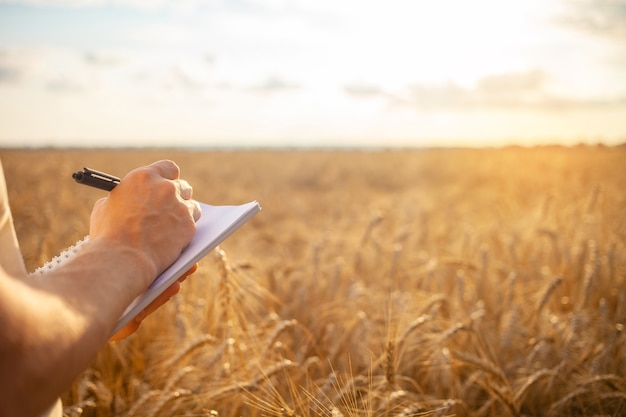 Ingeniero agrónomo en un campo de trigo