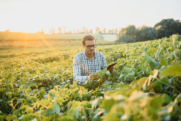 Ingeniero agrónomo inspeccionando cultivos de soja que crecen en el campo agrícola. Concepto de producción agrícola. joven agrónomo examina la cosecha de soja en el campo en verano. Granjero en campo de soja