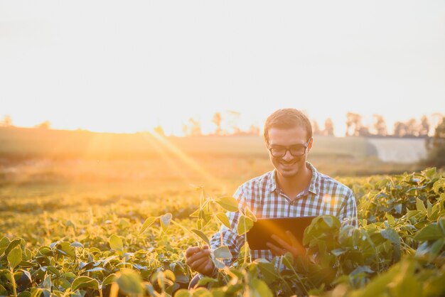 Ingeniero agrónomo inspeccionando cultivos de soja que crecen en el campo agrícola. Concepto de producción agrícola. joven agrónomo examina la cosecha de soja en el campo en verano. Granjero en campo de soja