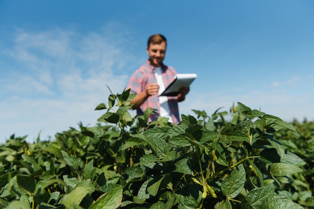 Ingeniero agrónomo inspeccionando cultivos de soja que crecen en el campo agrícola. Concepto de producción agrícola. joven agrónomo examina la cosecha de soja en el campo en verano. Granjero en campo de soja