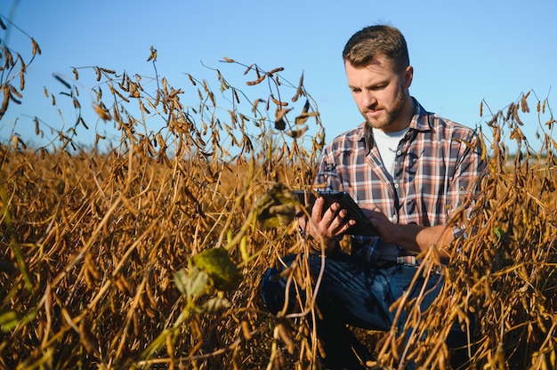 Ingeniero agrónomo inspeccionando cultivos de soja que crecen en el campo agrícola. Concepto de producción agrícola. joven agrónomo examina la cosecha de soja en el campo en verano. Granjero en campo de soja