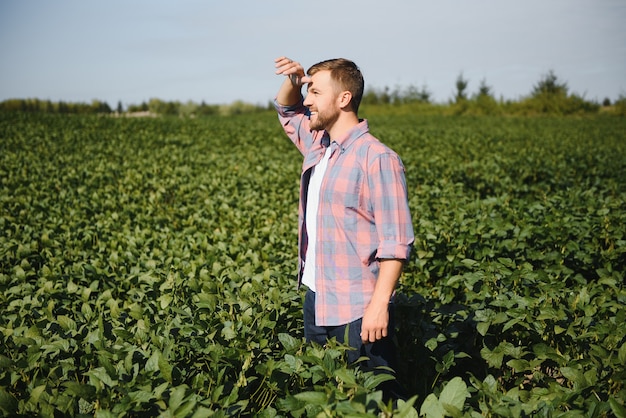 Ingeniero agrónomo inspeccionando cultivos de soja que crecen en el campo agrícola. Concepto de producción agrícola. joven agrónomo examina la cosecha de soja en el campo en verano. Granjero en campo de soja