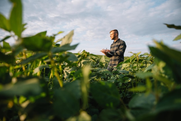 Ingeniero agrónomo inspeccionando cultivos de soja que crecen en el campo agrícola. Concepto de producción agrícola. joven agrónomo examina la cosecha de soja en el campo en verano. Granjero en campo de soja