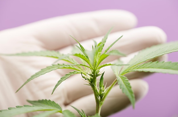 ingeniero agrónomo de plantas de marihuana con guantes comprueba la evolución de fondo púrpura