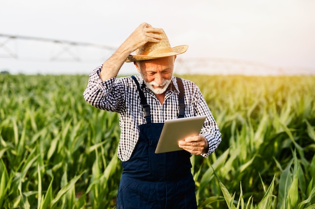 Ingeniero agrónomo senior de barba canosa inspeccionando el campo de maíz y usando una tableta.