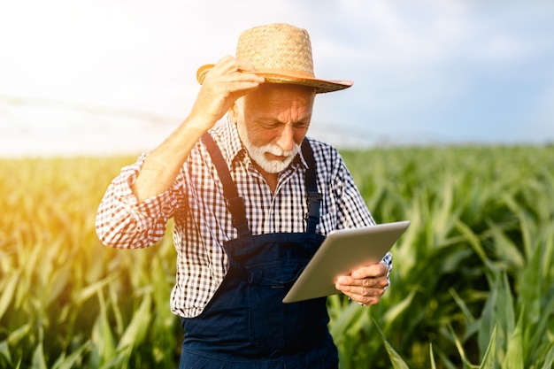 Ingeniero agrónomo senior de barba canosa inspeccionando el campo de maíz y usando una tableta.