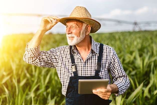 Ingeniero agrónomo senior de barba canosa inspeccionando el campo de maíz y usando una tableta.