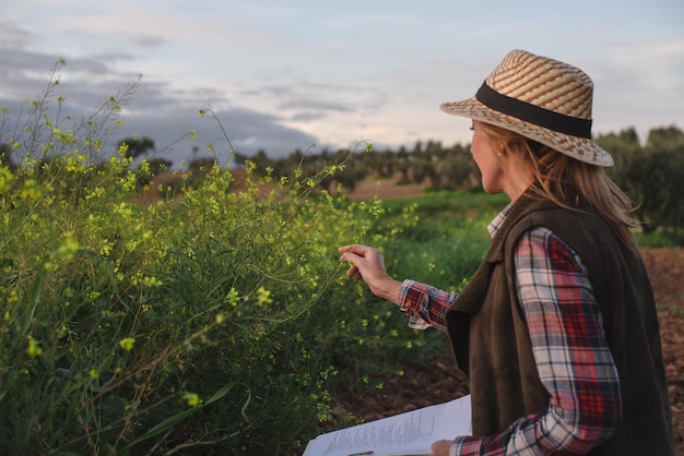 Ingeniero de campo femenino examinando plantación agrícola Integración agrónomo mujeres en el campo