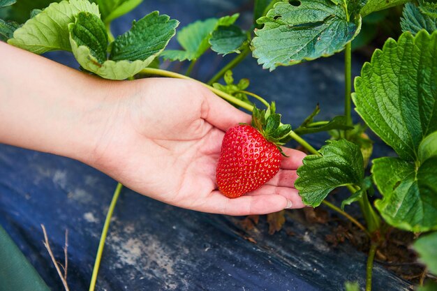 Ingeniero de cultivadores de fresas trabajando en el campo con mujer cosechadora sosteniendo bayas