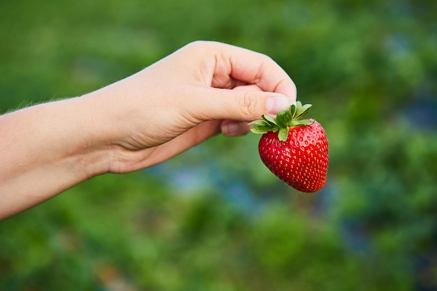 Ingeniero de cultivadores de fresas trabajando en el campo con mujer cosechadora sosteniendo bayas