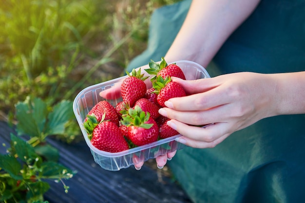 Ingeniero de cultivadores de fresas trabajando en el campo con mujer cosechadora sosteniendo bayas