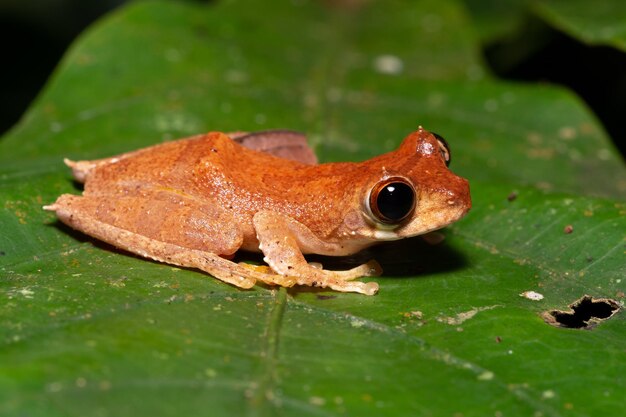 Ingers rana voladora - leptomantis gauni en el parque de las colinas de tawau Borneo