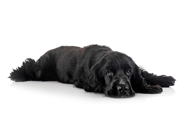 Inglês cocker spaniel