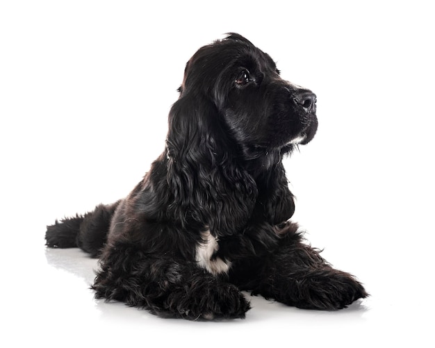 Inglês cocker spaniel