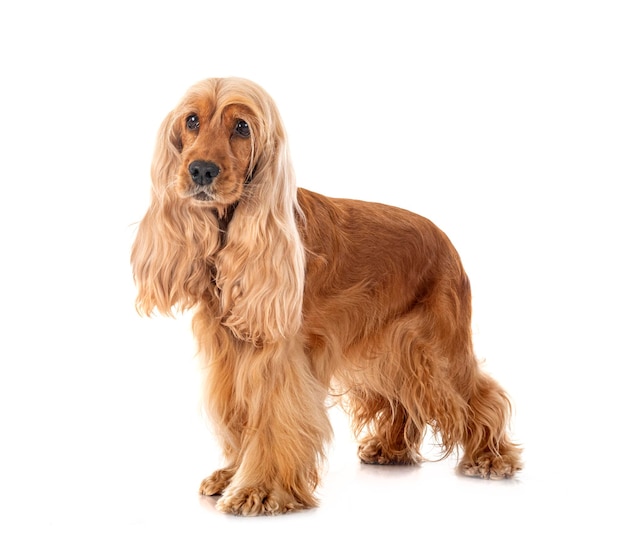 Inglês cocker spaniel