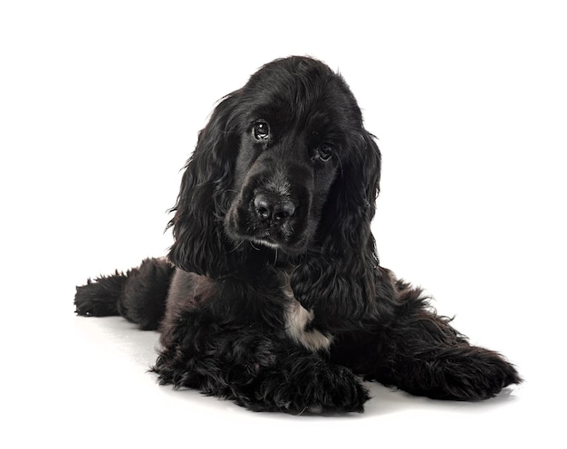 Inglês cocker spaniel